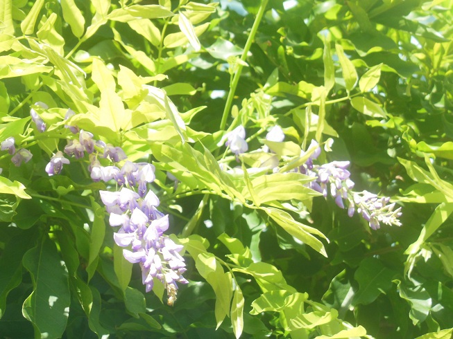 初秋の藤～芝離宮