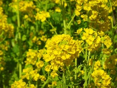 ♪菜の花～武蔵小杉