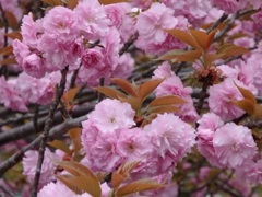 ♪八重桜～横浜ビジネスパーク