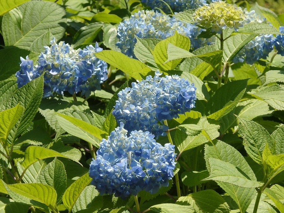 ♪神田明神の紫陽花＾＾