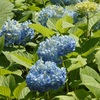 ♪神田明神の紫陽花＾＾