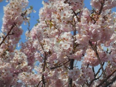 ♪小彼岸桜～横須賀