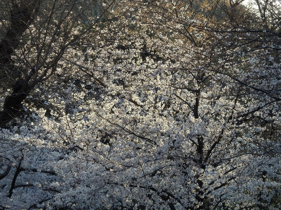 ♪桜～日比谷公園