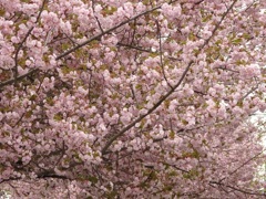 ♪八重桜～習志野市実籾