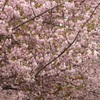 ♪八重桜～習志野市実籾