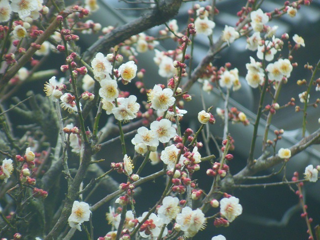 ♪近所の梅～妙光寺