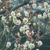 ♪近所の梅～妙光寺