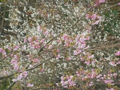 ♪河津桜と白梅