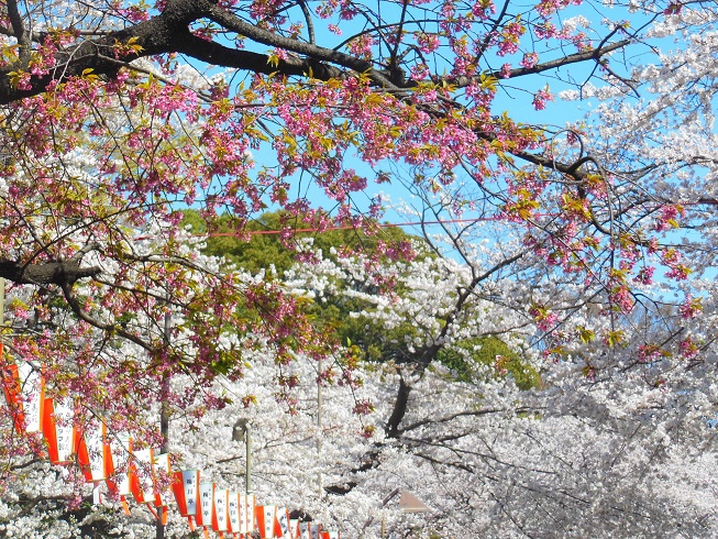 ♪まだ河津桜も、、上野公園♪