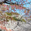 ♪まだ河津桜も、、上野公園♪