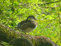 枝に鴨♪　井の頭公園