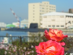 ♪潜水艦と薔薇　横須賀ヴェルニー公園