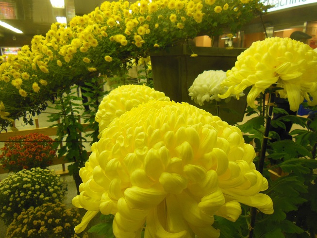 菊～新橋駅♪
