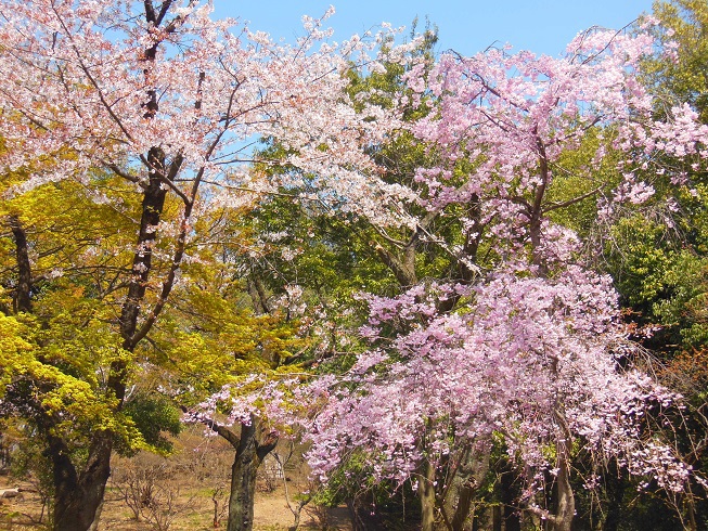 ♪枝垂れ桜～佐野城址公園