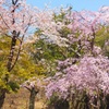 ♪枝垂れ桜～佐野城址公園