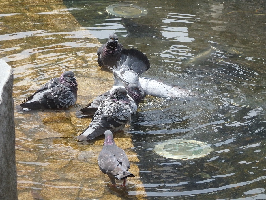 ♪鳩の行水～長岡駅