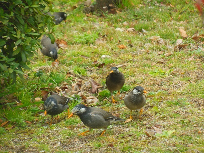 ♪ムクドリx6 　芝離宮恩賜庭園