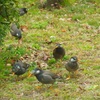 ♪ムクドリx6 　芝離宮恩賜庭園