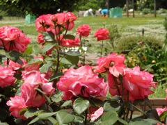 ♪日比谷公園の薔薇