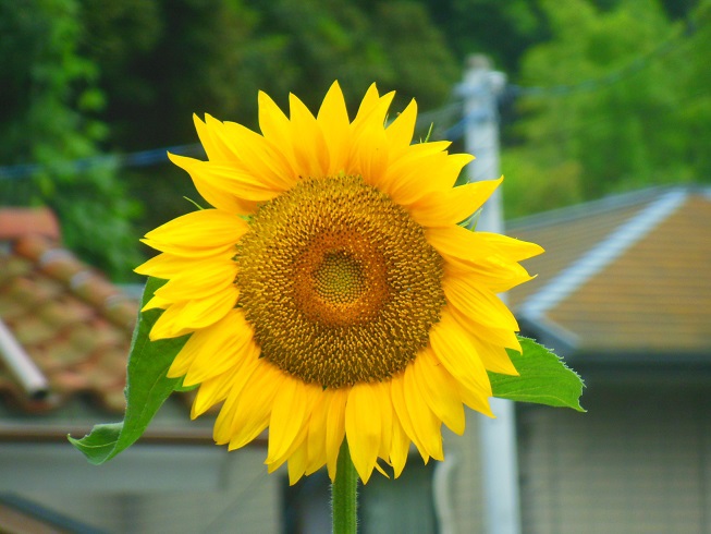 ♪お花カレンダは夏^-^