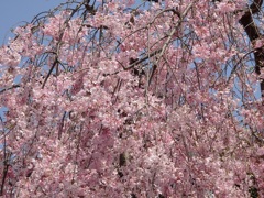 ♪枝垂れ桜～隅田川