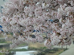 ♪柏尾川の桜＾＾