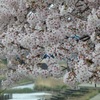 ♪柏尾川の桜＾＾