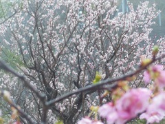 梅と桜～梅に焦点♪