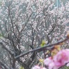 梅と桜～梅に焦点♪