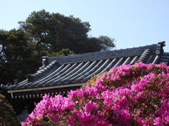 ♪つつじ～安養院