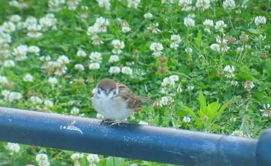 ♪山下公園のスズメ