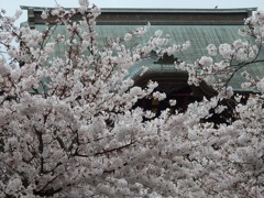 ♪建長寺の桜