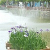 ♪　小倉城公園　♪