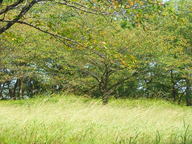 ♪秋景色～黒崎城址公園