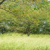 ♪秋景色～黒崎城址公園