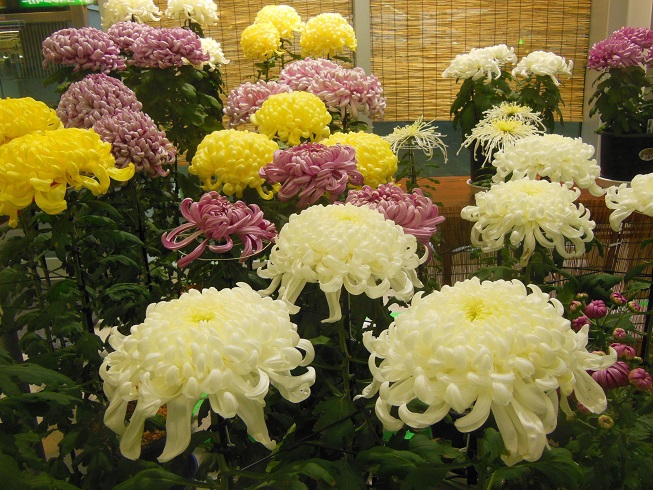 北九州空港～ミニ菊展