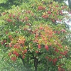 赤いお花で満開！？