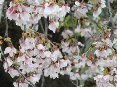 ♪新潟県胎内市の桜