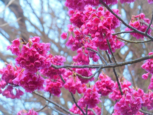 ♪寒緋桜～葉山