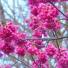 ♪寒緋桜～葉山