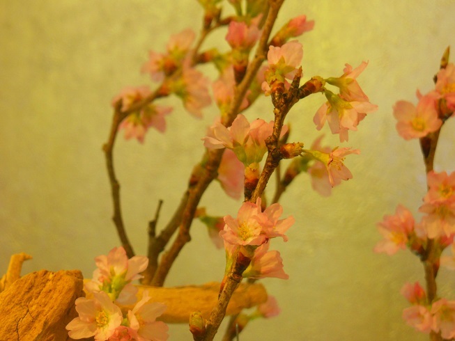 ♪桜～京都駅