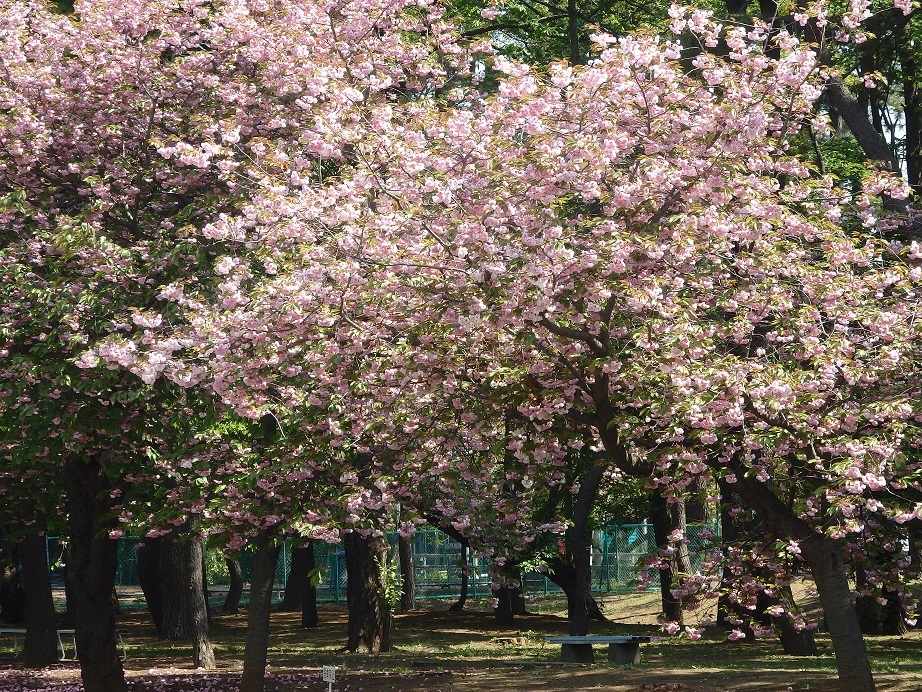 ♪八重桜～日立産機システム