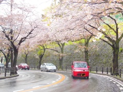 ★桜のトンネルを行くー★