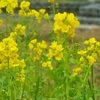 ♪菜の花～梅田スカイビル