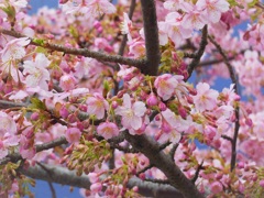 職場近くの桜♪　大和市