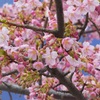 職場近くの桜♪　大和市