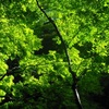 ♪生い茂る緑～妙本寺