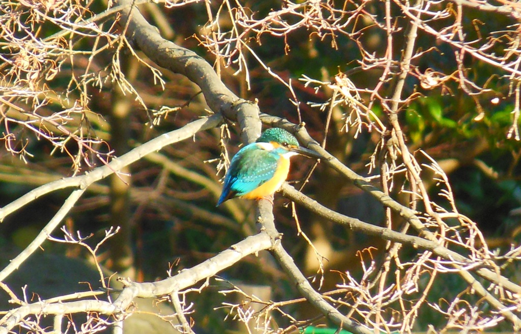 カワセミ(^^)〜日比谷公園