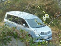 ♪梅と愛車