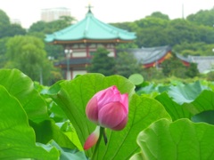 ♪蓮～不忍池
